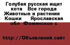 Голубая русская ищит кота - Все города Животные и растения » Кошки   . Ярославская обл.,Фоминское с.